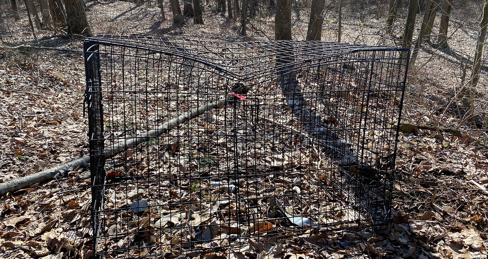 Broken animal cage