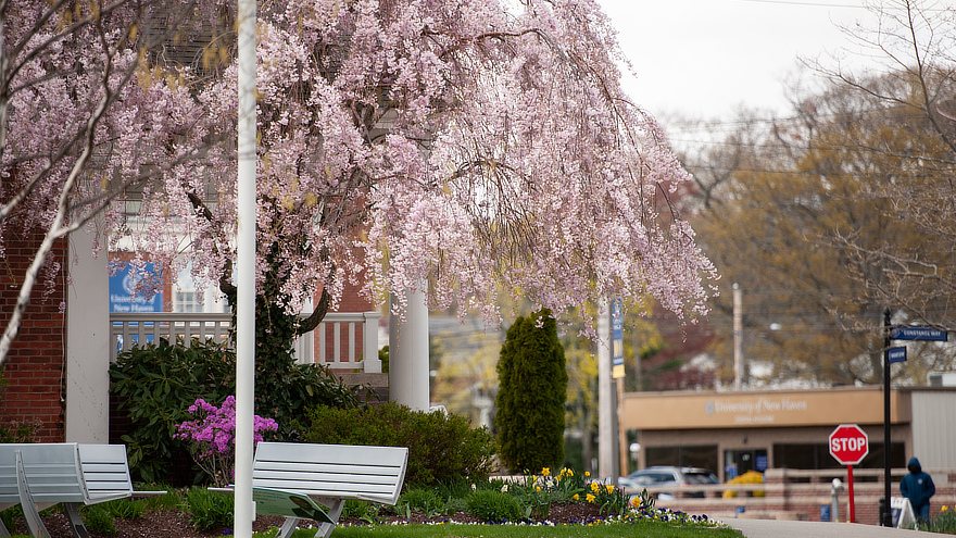 Campus in springtime