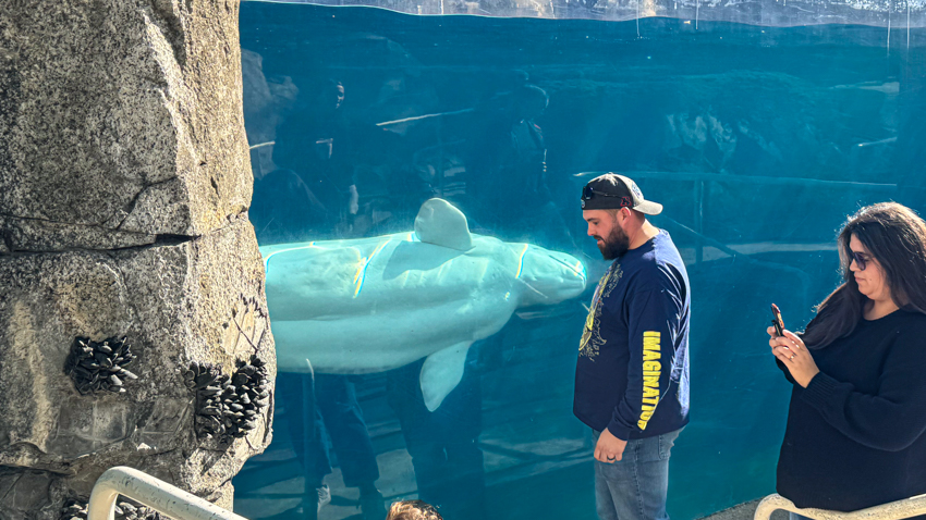 Person looking at a beluga whale