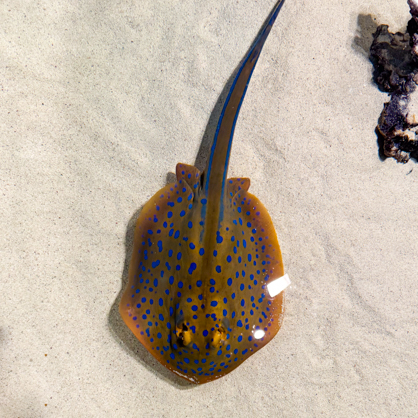 stingray