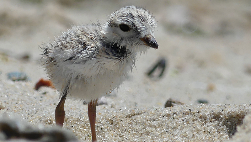 A piping plover chick.