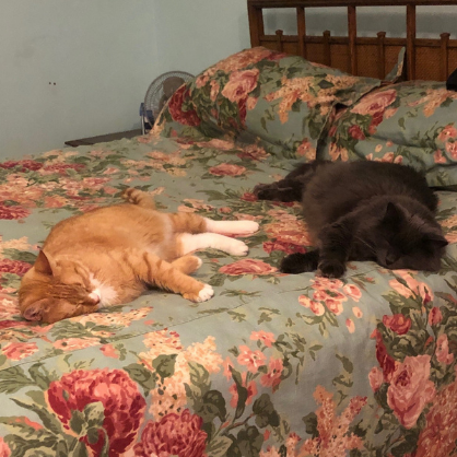 Our sleepy cats
