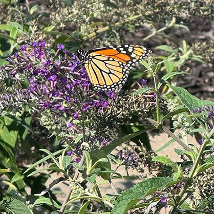 beatrice-butterfly