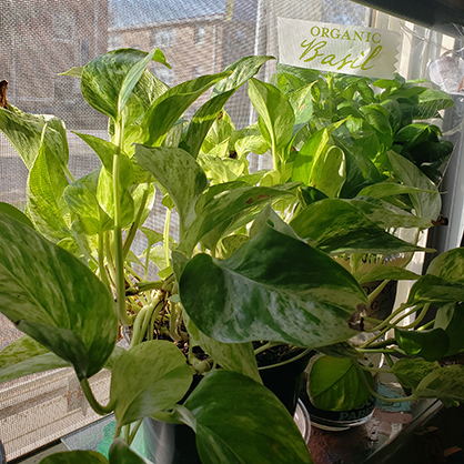 beatrice-plant-3